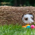 Osterhasen im Nordwesten!