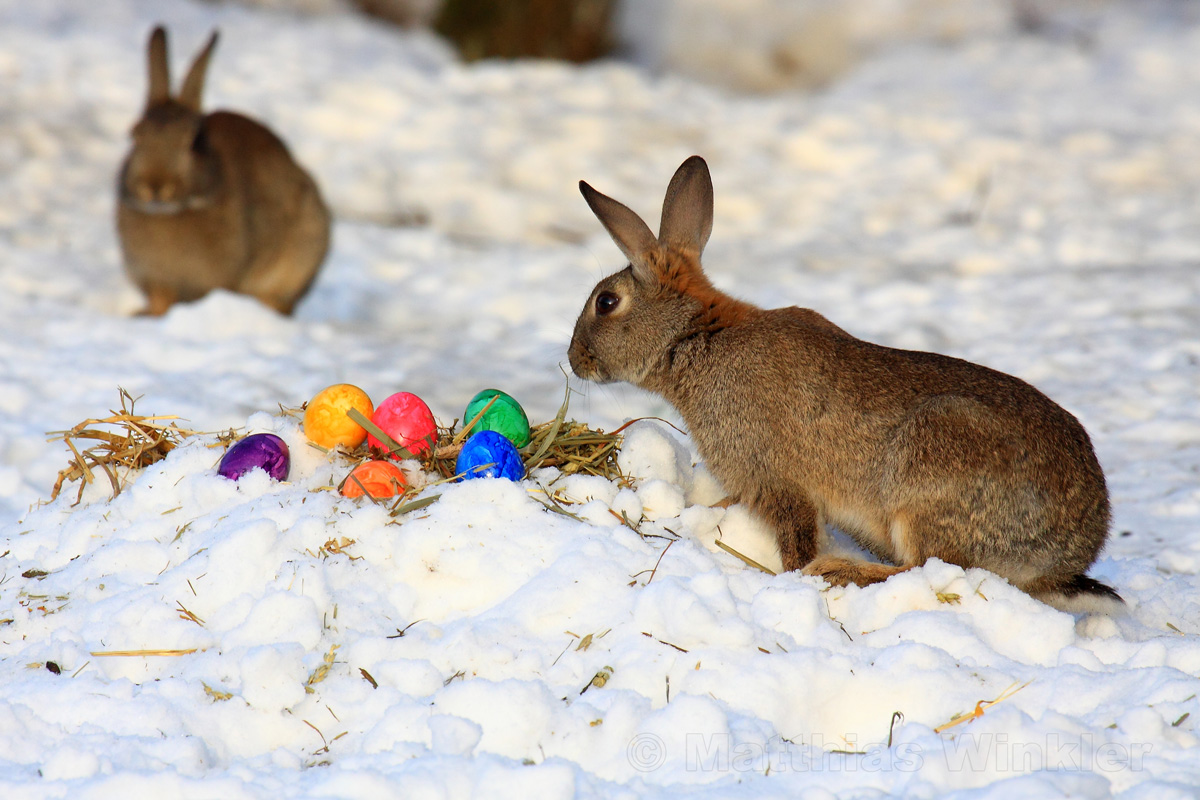 Osterhasen im Schnee