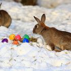 Osterhasen im Schnee