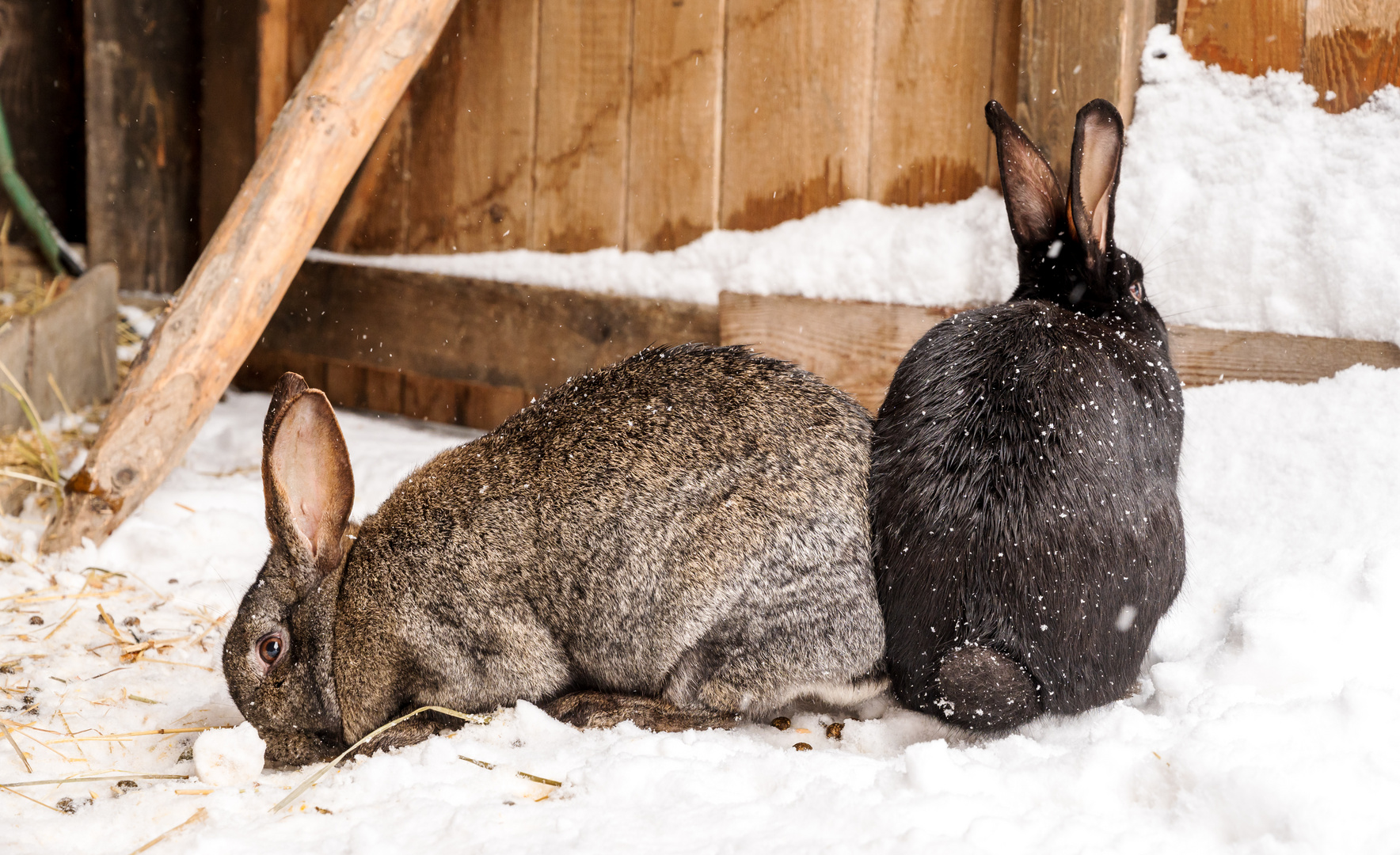 Osterhasen im Schnee oder Liebesgrüsse aus Moskau. 