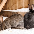 Osterhasen im Schnee oder Liebesgrüsse aus Moskau. 