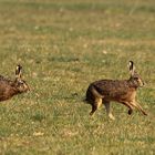 Osterhasen kommen auch schon früher.