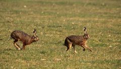 Osterhasen kommen auch schon früher.