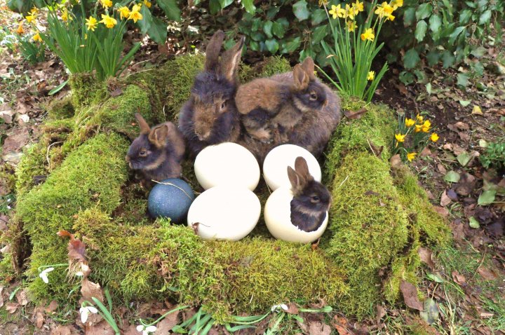 Osterhasen - Nest