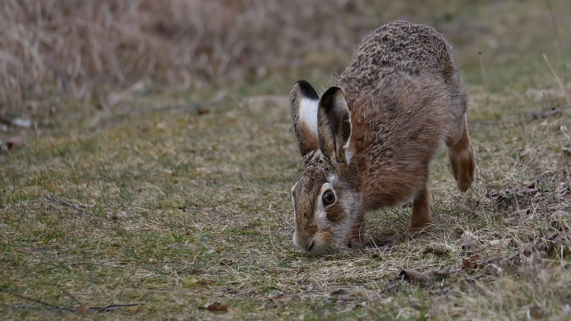 Osterhasen unterwegs ...