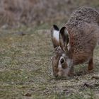 Osterhasen unterwegs ...