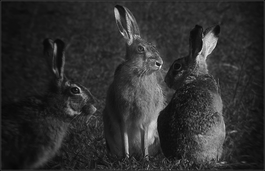 osterhasenarbeitsmeeting 2