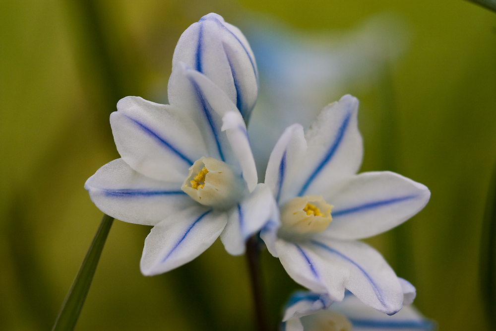 Osterhasenschmuck