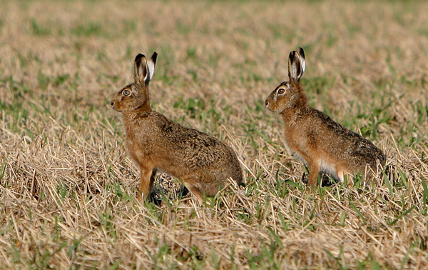 Osterhasi