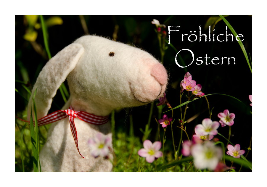 Osterhasi gesichtet...