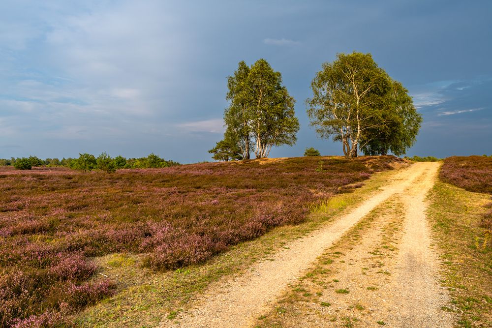 Osterheide