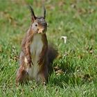 Osterhörnchen ;-)