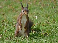 Osterhörnchen ;-)