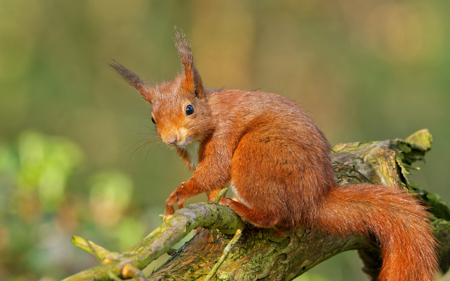 Osterhörnchen 