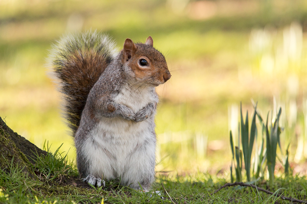 Osterhörnchen