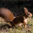 Osterhörnchen ...