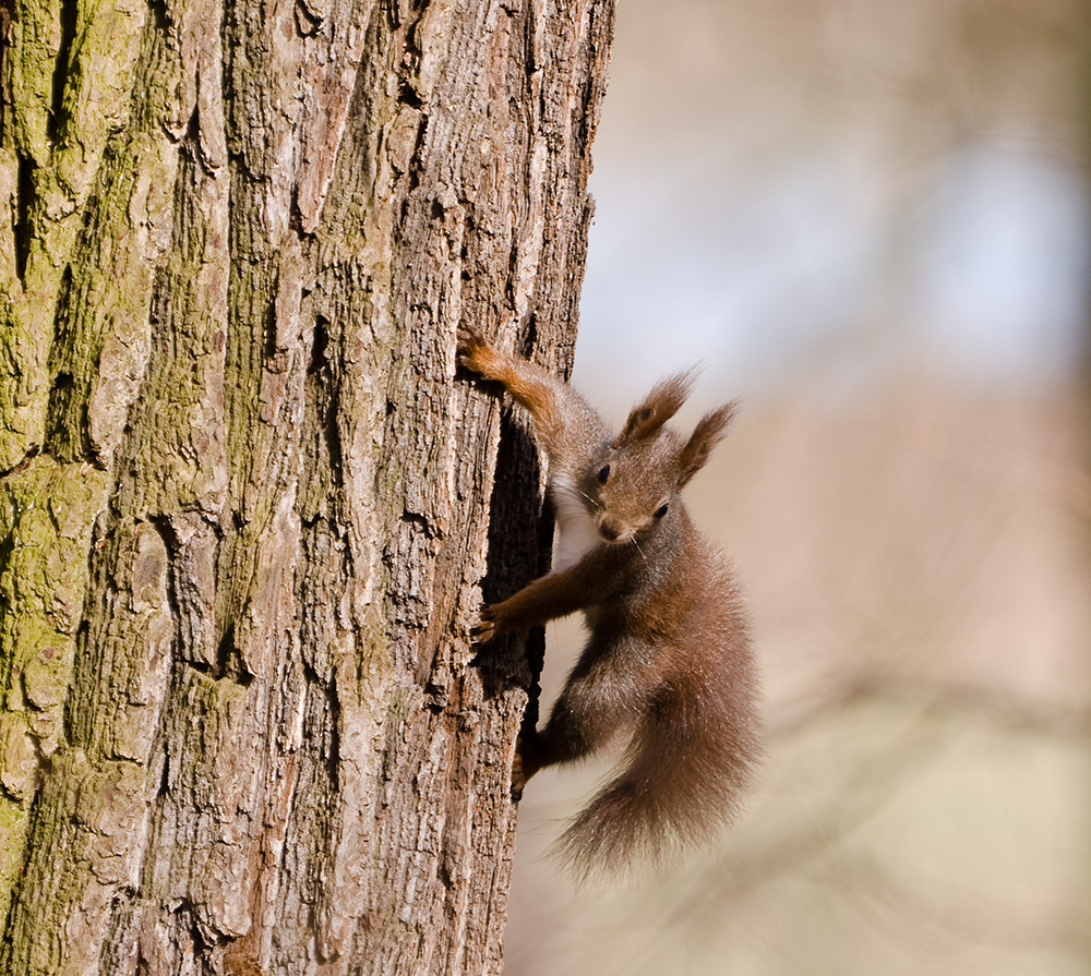 Osterhörnchen