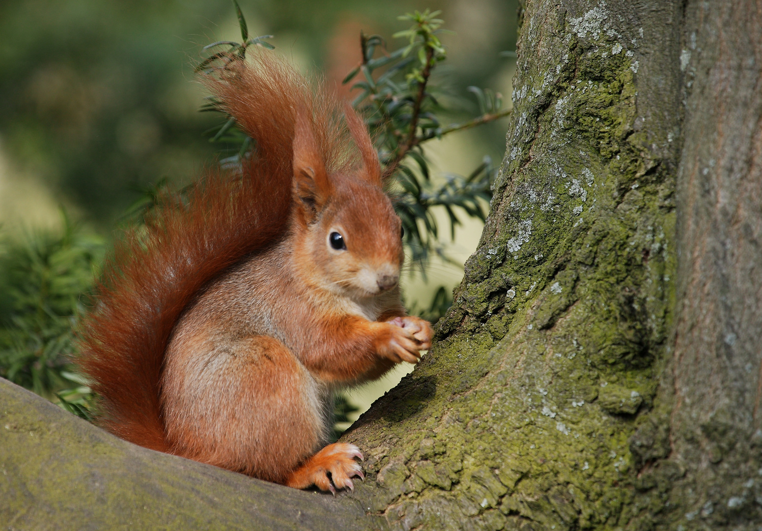 Osterhörnchen