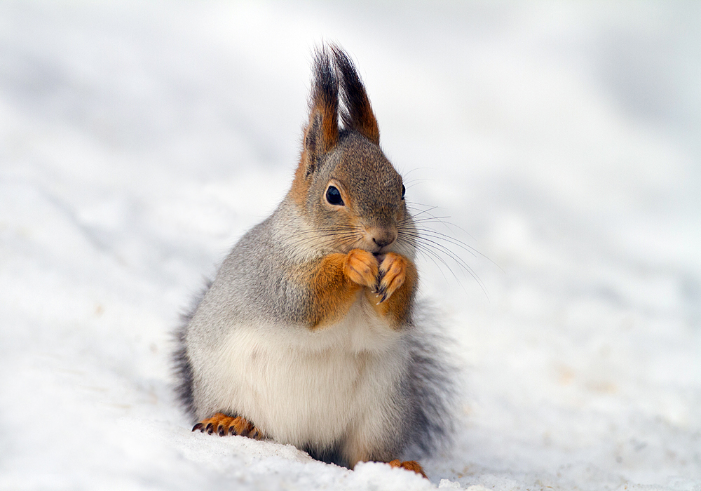 Osterhörnchen