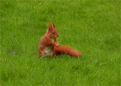 Osterhörnchen