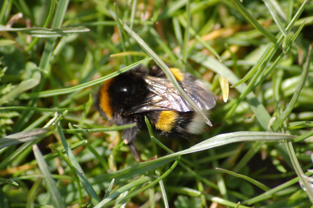 Osterhummel