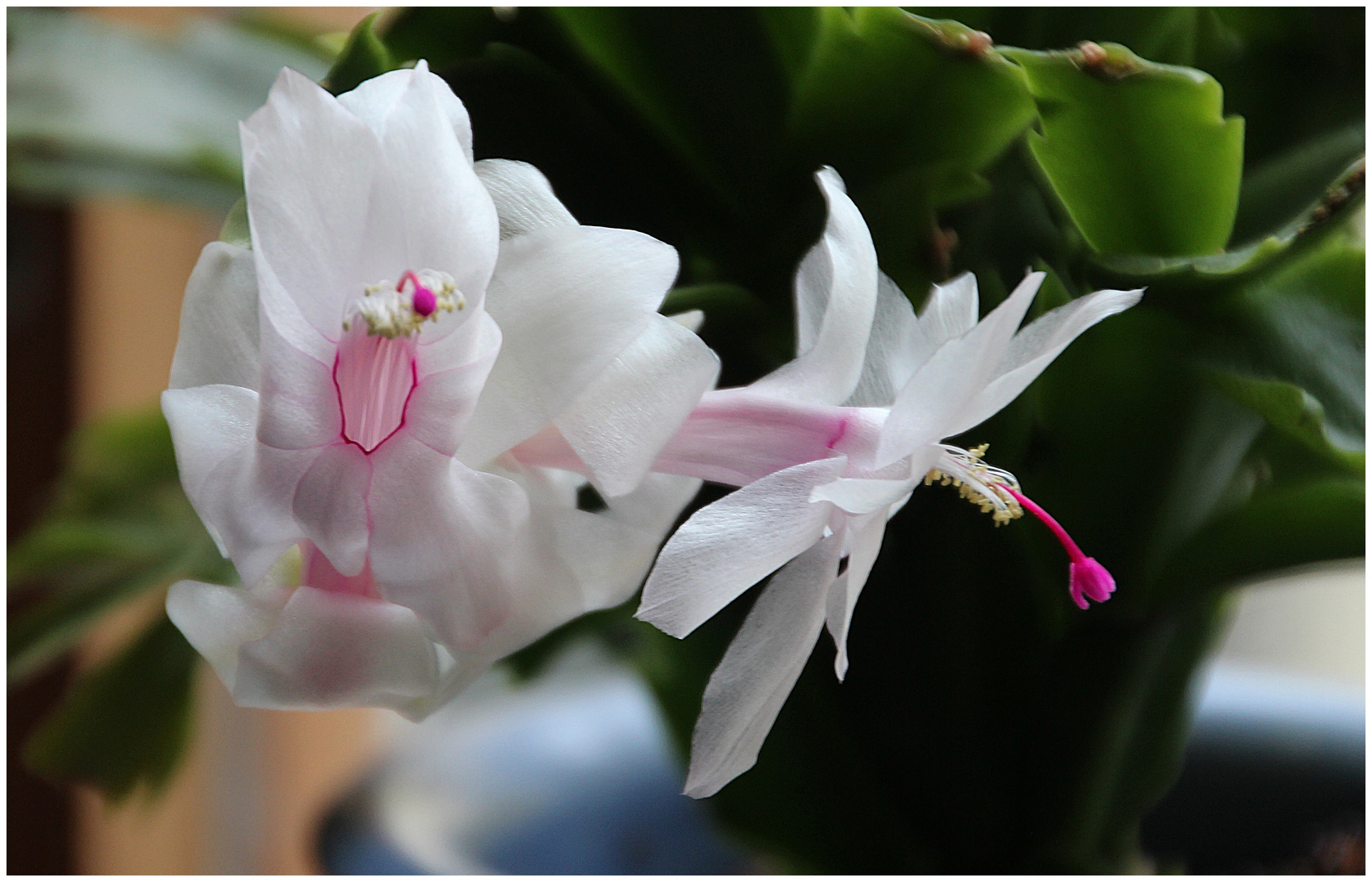 Osterkaktus in Blüte