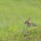 OSTERKANINCHEN