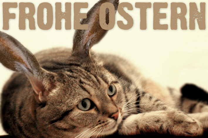 Osterkatze