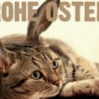 Osterkatze