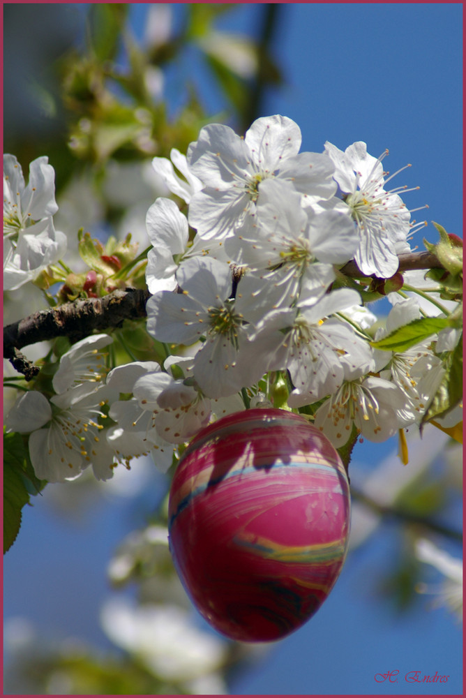 Osterkirschblüte