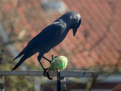 Osterknödel-Grauspecht