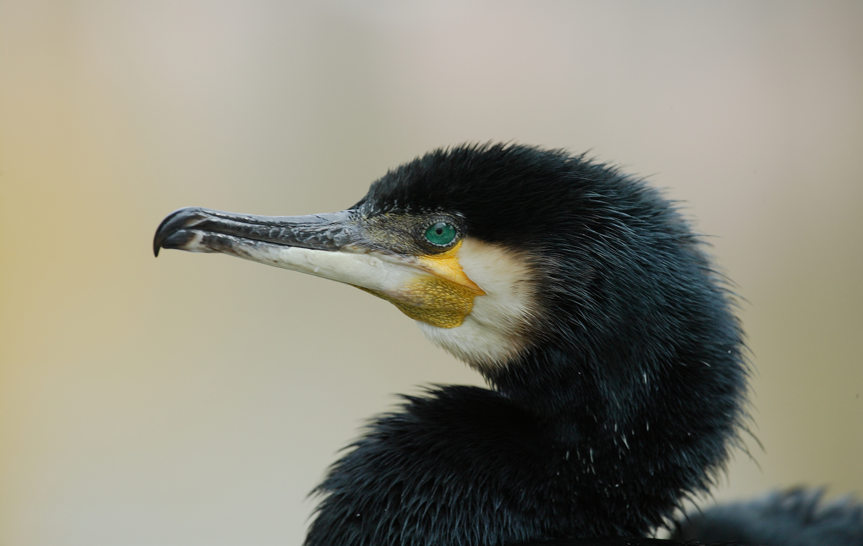 Osterkormoran