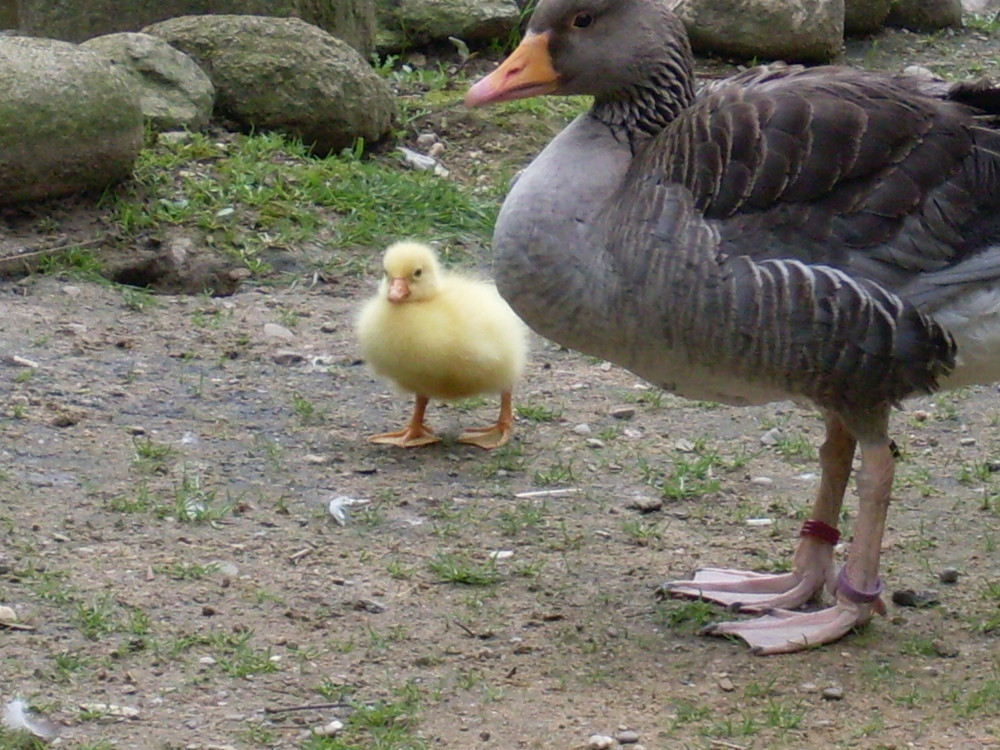 Osterküken