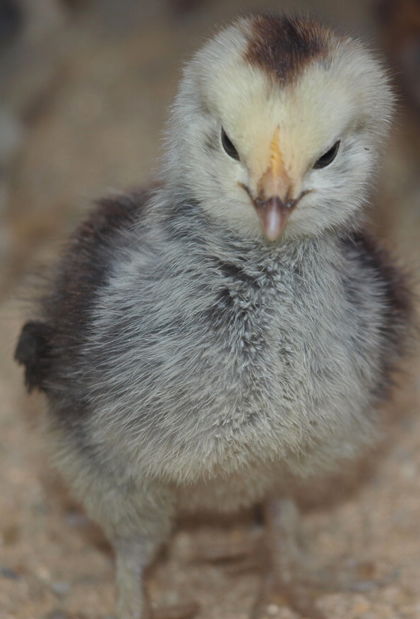 Osterküken