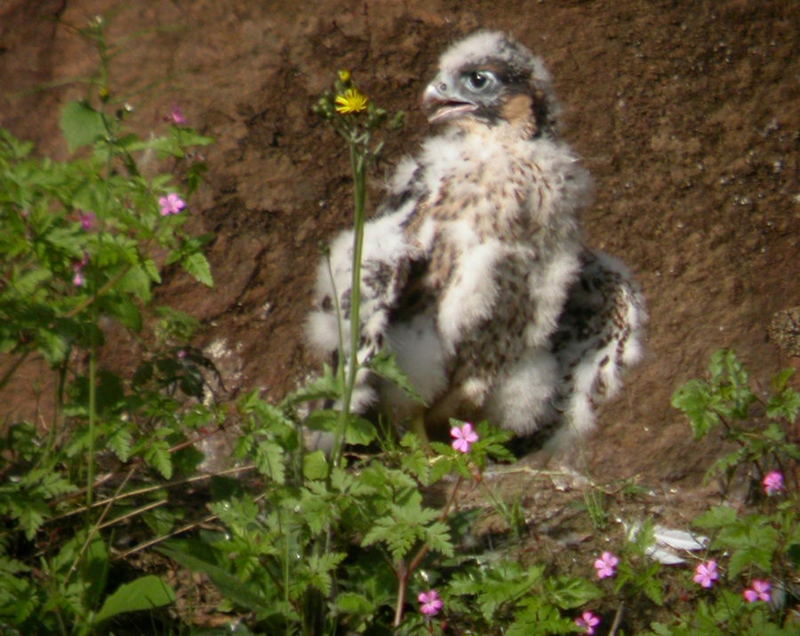 Osterküken oder Wanderfalke?