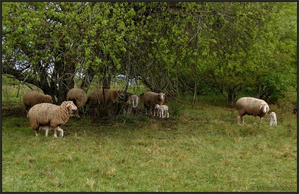 Osterlämmchen