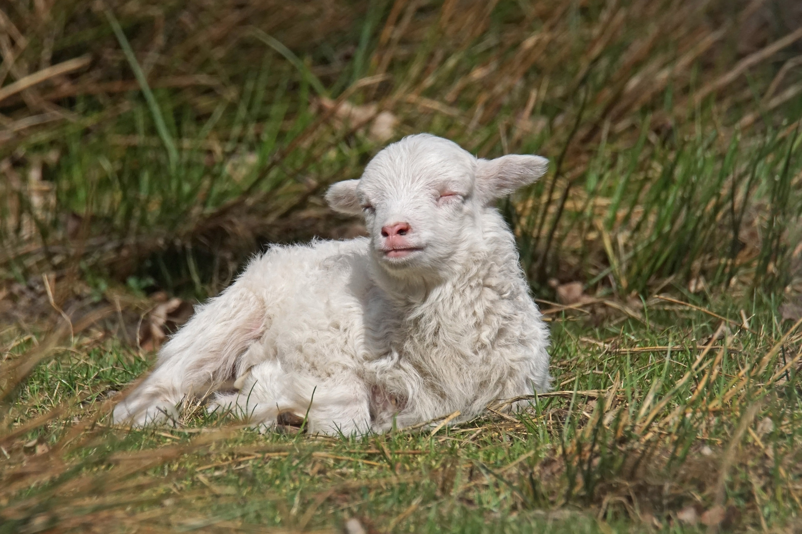 Osterlämmchen