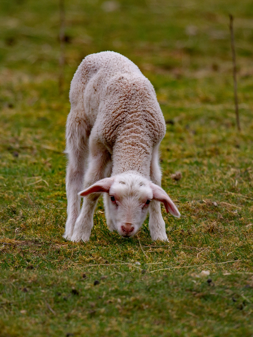 Osterlämmchen