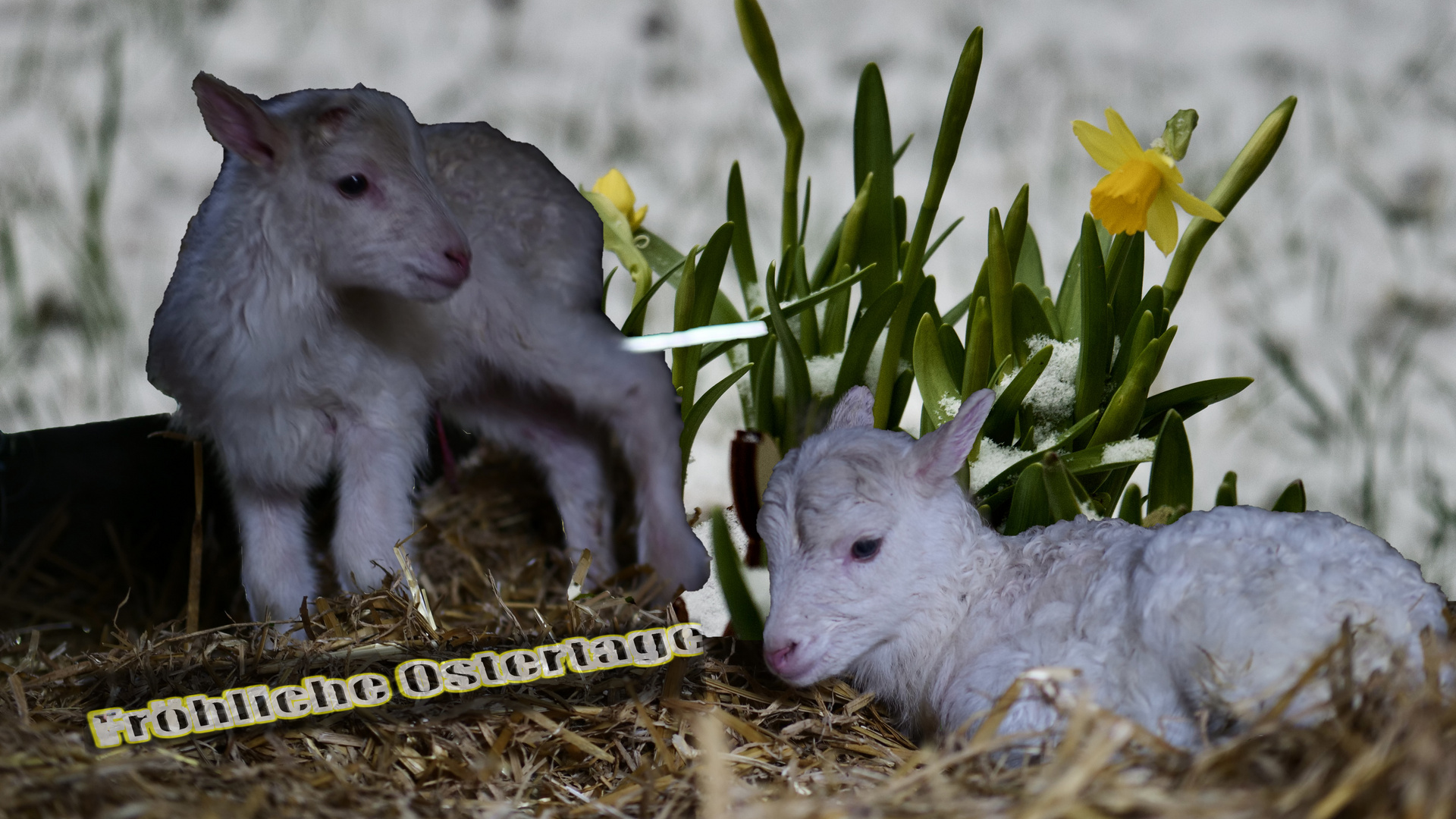 Osterlämmchen-Fröhliche Ostern