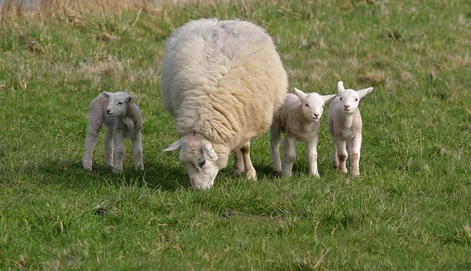 Osterlämmer