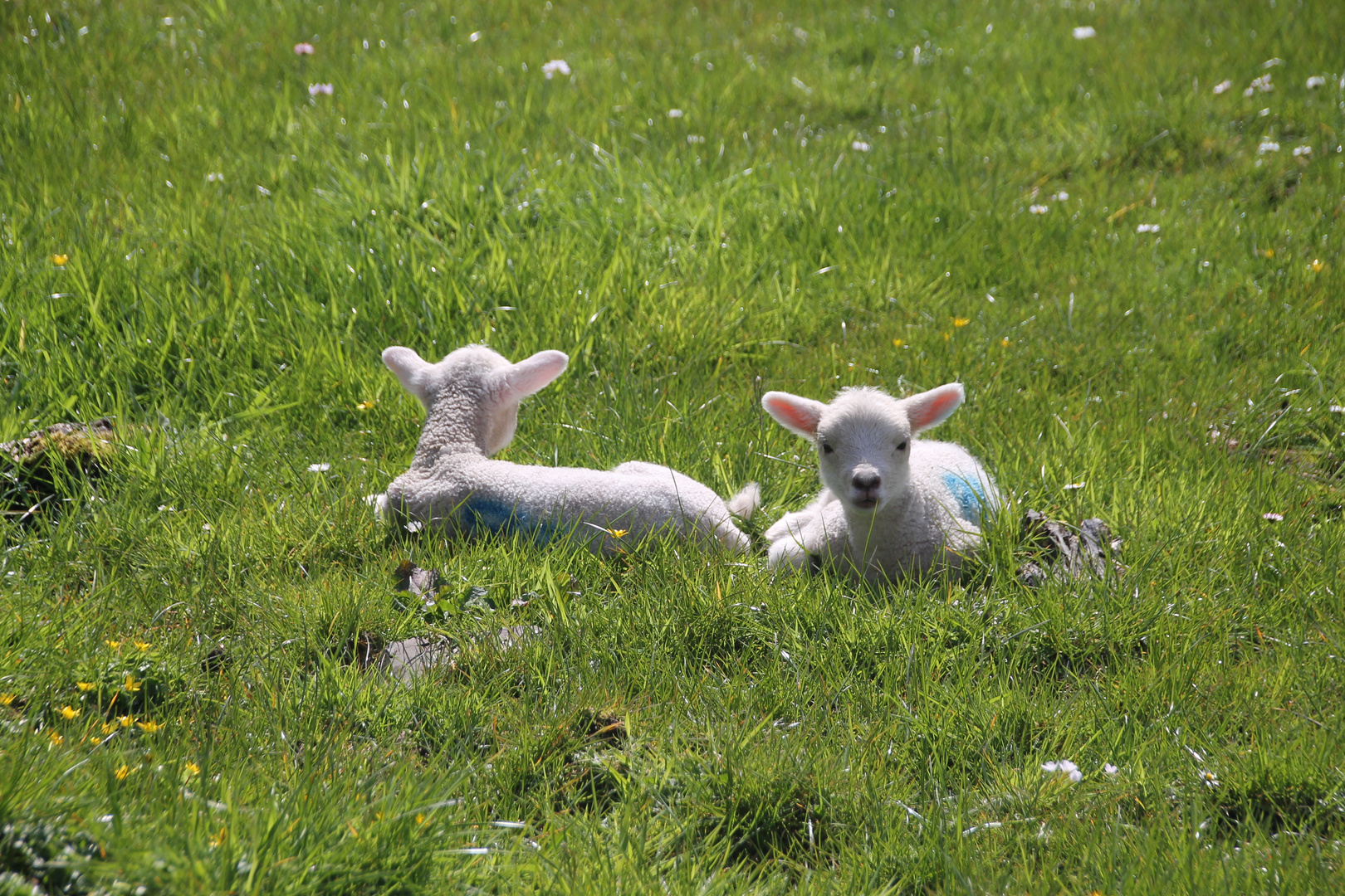 Osterlämmer auf Islay