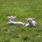 Osterlämmer auf Islay