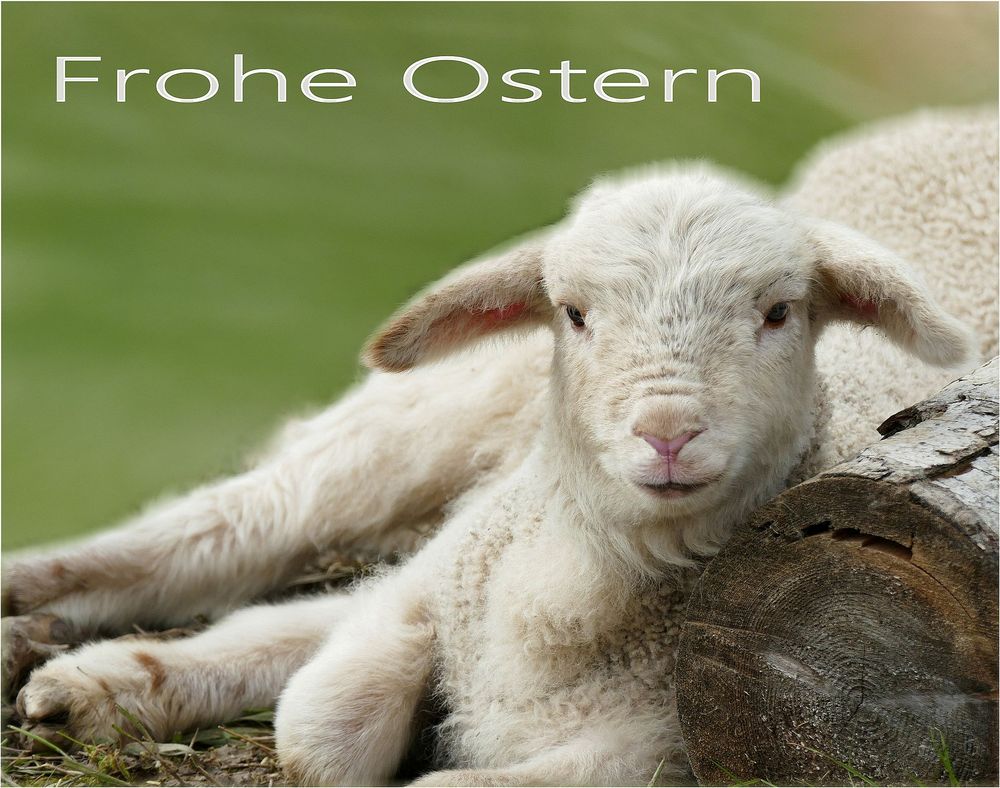 OSTERLAMM Foto &amp; Bild | frühling, april, ostern Bilder auf fotocommunity