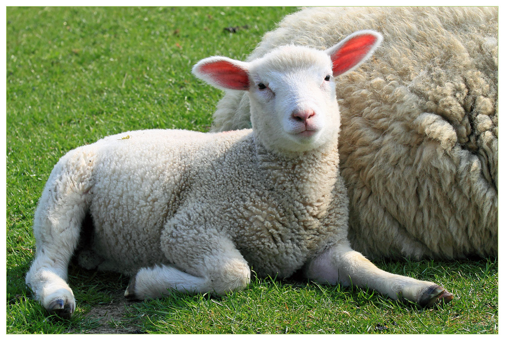 OsterLamm Foto &amp; Bild | tiere, haustiere, nutztiere Bilder auf ...