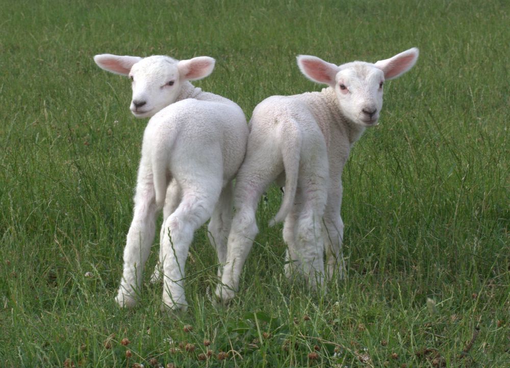 Osterlamm ? Foto &amp; Bild | tiere, haustiere, nutztiere Bilder auf ...