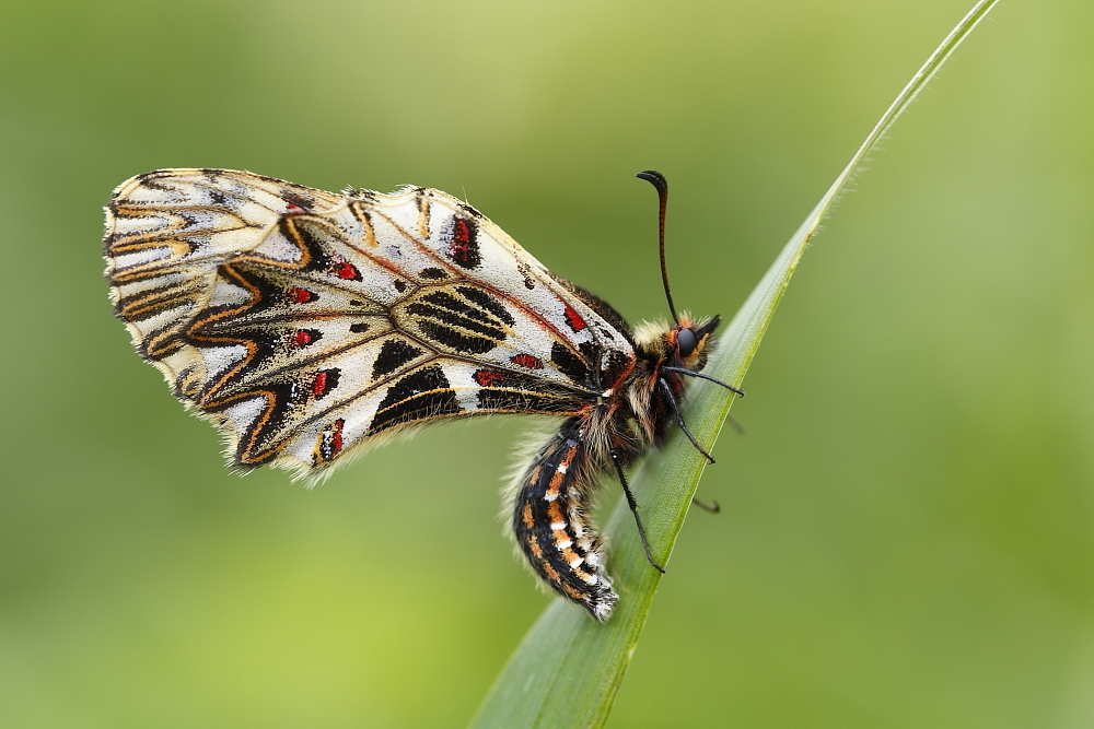 Osterluzei Falter