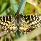 Osterluzei-Falter (Zerynthia polyxena)