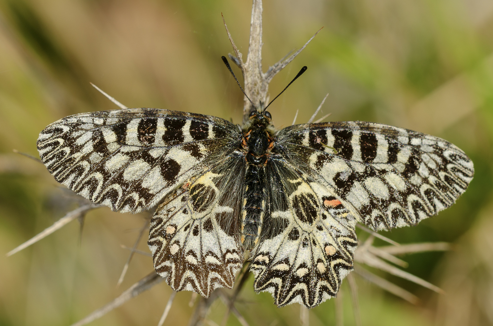 Osterluzei-Falter (Zerynthia polyxena)