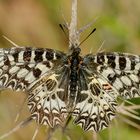 Osterluzei-Falter (Zerynthia polyxena)