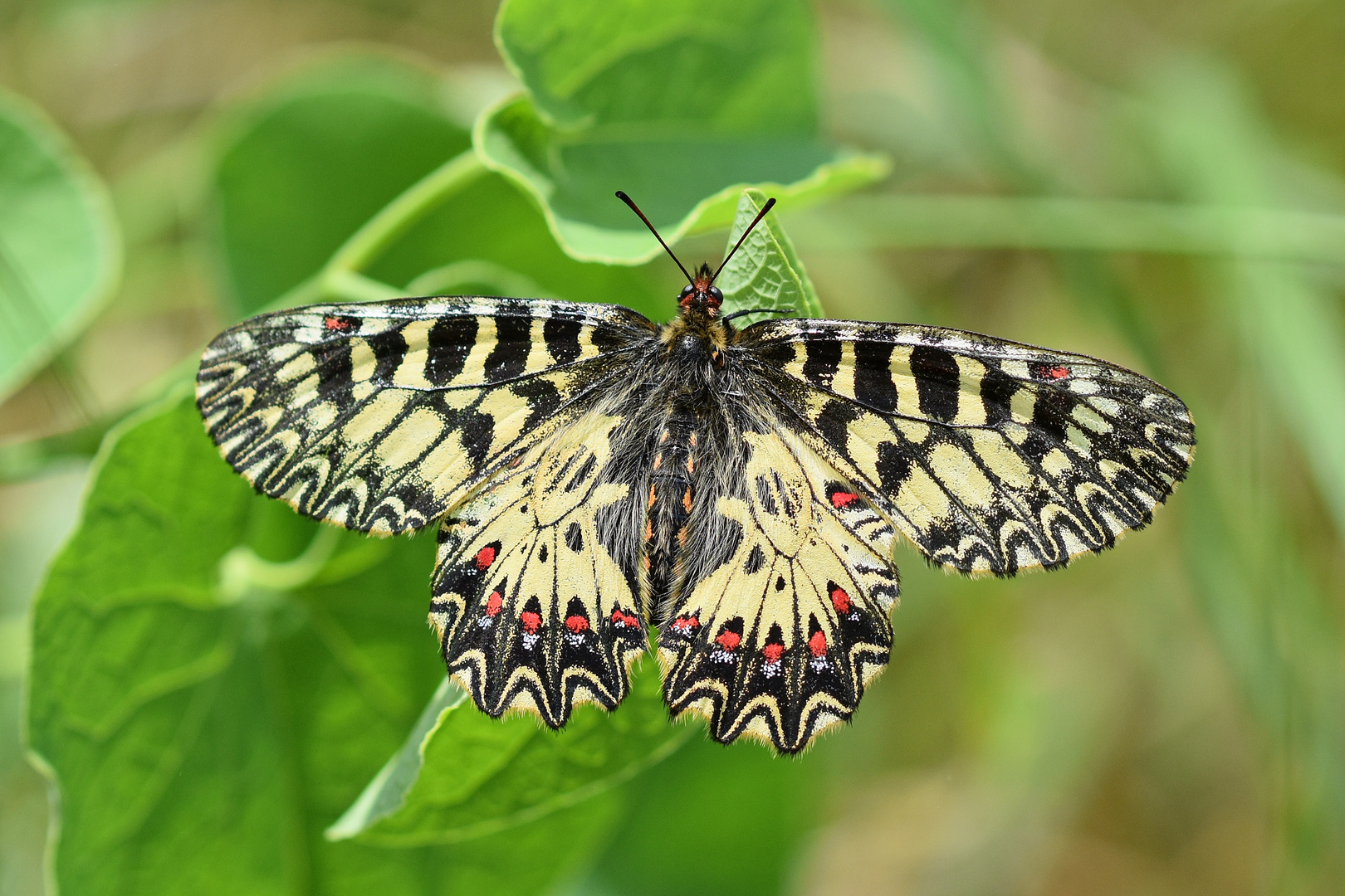 Osterluzei-Falter (Zerynthia polyxena)